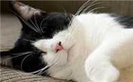 猫咪怎么样才会传染寄生虫给人？它的危害有哪些？