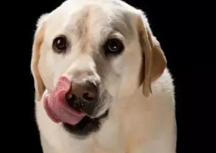 为什么狗狗一直舔舌头