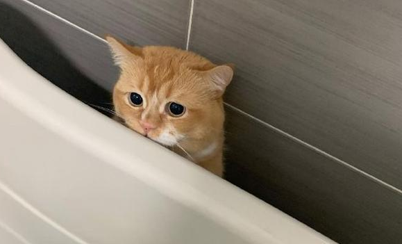 为什么猫咪藏在角落