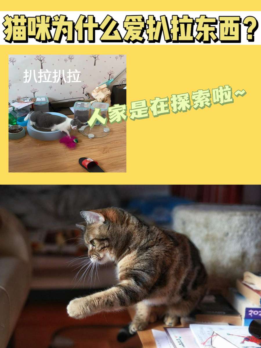 猫咪为什么爱把东西扒拉到地上？也许是本能