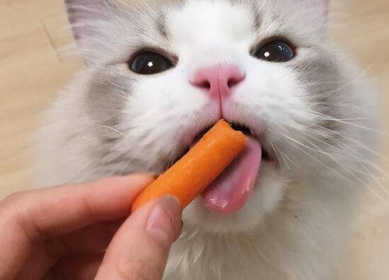 母猫发情规律，每年发情多少次？