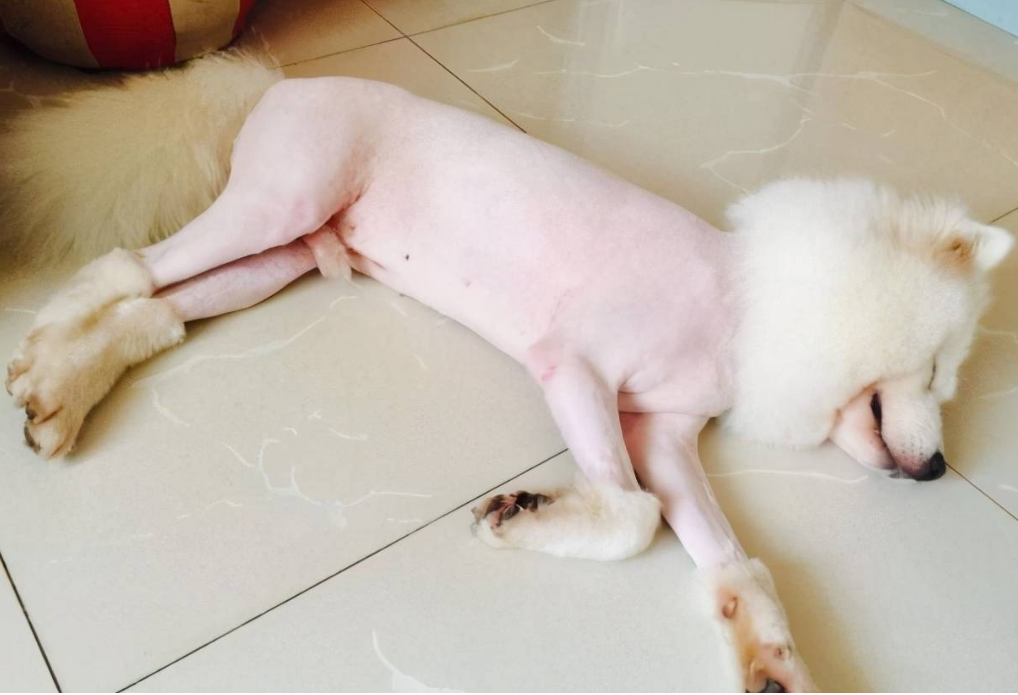 狗狗为什么剃毛