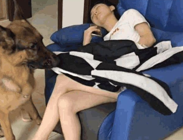 当主人晚上睡觉,狗狗会做这6件事,表明它真心爱你 当主人晚上睡觉,狗狗会做这6件事,表明它真心爱你