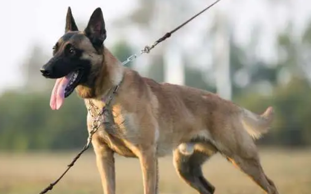 马犬不打疫苗能养活吗？