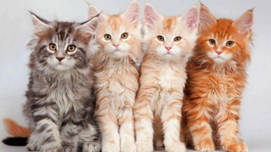 猫咪关节疾病的射线检查征象,疾病让猫咪苦不堪言! 猫咪关节疾病的射线检查征象,疾病让猫咪苦不堪言!