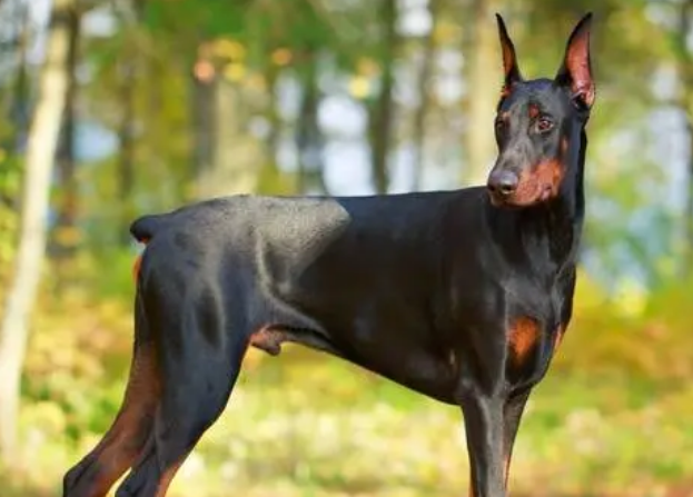 世界名犬多少钱一只啊 世界名犬多少钱一只啊