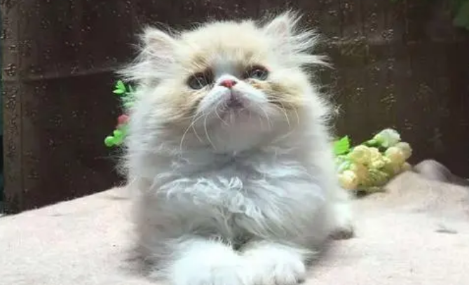正规猫舍波斯猫价格 正规猫舍波斯猫价格