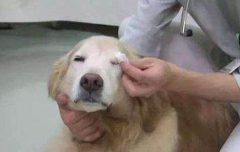 狗狗眼睛眼屎多不进食该怎么办?来看看吧 狗狗眼睛眼屎多不进食该怎么办?来看看吧