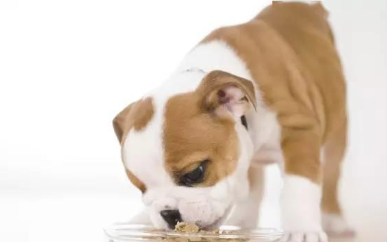 为何狗狗喜欢甜食？一起来看看吧