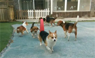 怎么找免费寄养狗狗