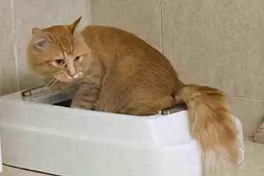 猫咪拉稀是什么原因导致的? 猫咪拉稀是什么原因导致的?