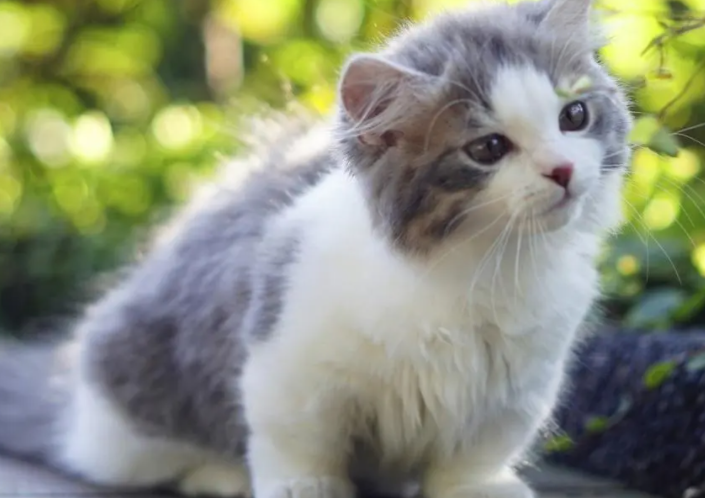 为什么小猫咪这么贵 为什么小猫咪这么贵