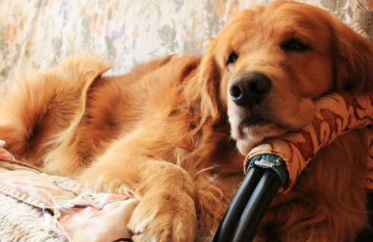 饲养金毛犬时，记牢这“五不必”，对它有挺大协助！