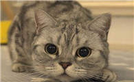 猫咪面部为什么没有表情啊