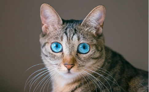 主人不在家如何让猫咪学会独处?猫咪训练!