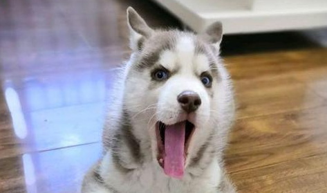 为什么狗狗背对主人坐