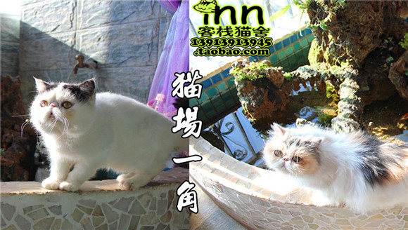 南京正规猫舍推荐 南京正规猫舍推荐