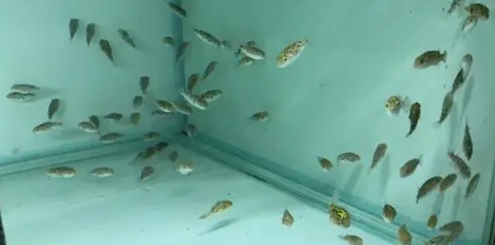 最容易养的水生宠物
