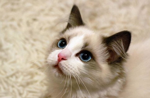 一文详解:布偶猫的寿命及如何延长? 一文详解:布偶猫的寿命及如何延长?