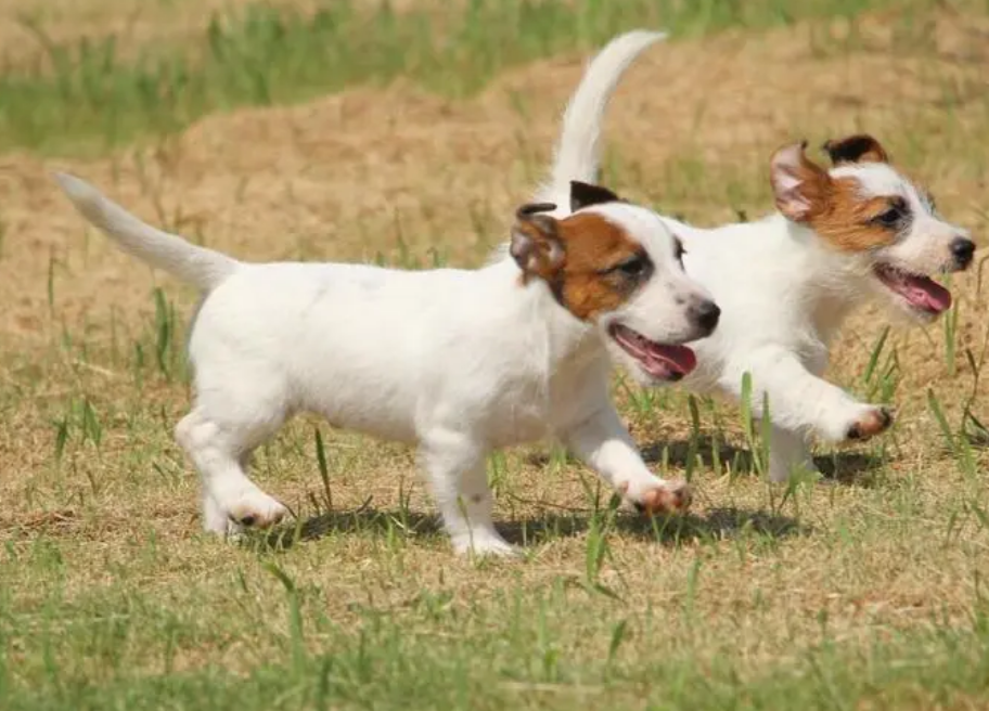 杰克罗素梗犬幼犬多少钱一只