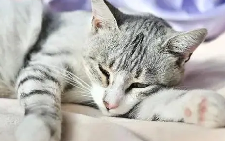 猫咪为什么严重贫血的原因