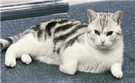 怎么用食物训练猫?
