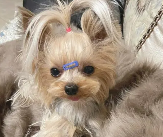 约克夏毛色多久有变化？
