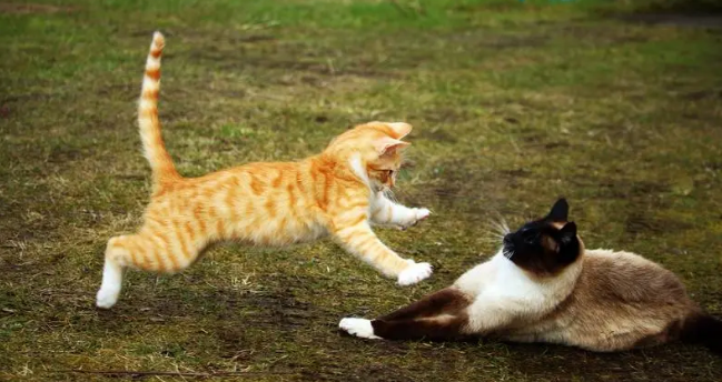 怎么判断两只猫感情好不好？有哪些行为？
