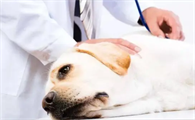 今日科普：“犬蛋白质缺乏症”的临床症状与治疗是什么？