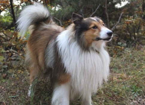 苏格兰牧羊犬怎样美毛？
