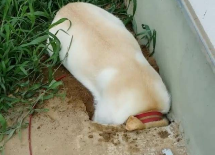 狗狗为什么想在家里挖个洞 狗狗为什么想在家里挖个洞