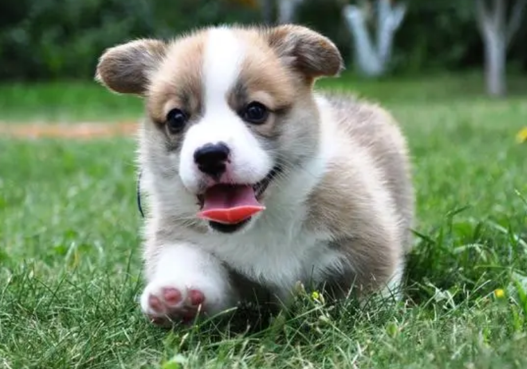 幼犬是几个月到几个月