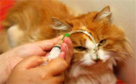 适宜猫咪的平肝明目药有哪些?宠主必看!