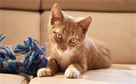 猫咪乳糜胸是怎么引起的?猫乳糜胸的治疗方法!
