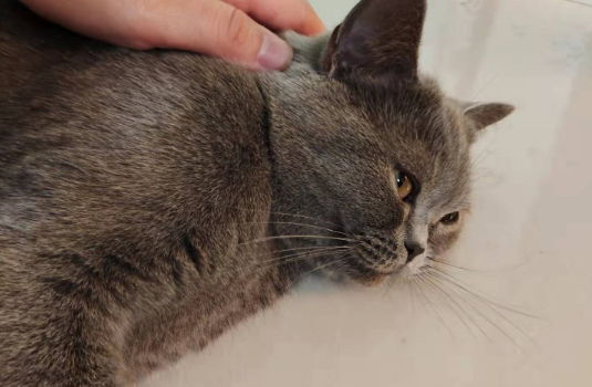 猫咪挑食偏瘦？虎主任豪餐盛宴三拼冻干猫粮，让猫咪胃口大开 