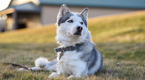 国外宠物狗狗犬种
