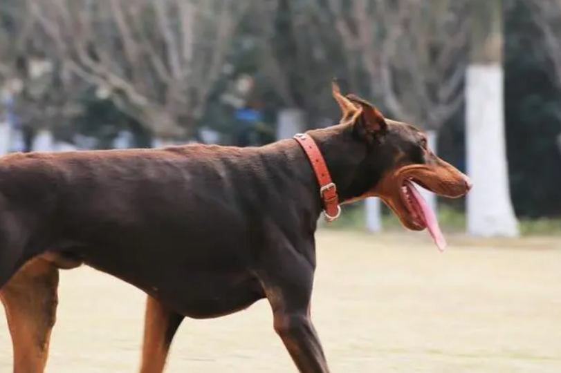 杜宾犬价格多少钱一只 杜宾犬价格多少钱一只