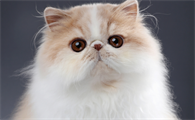 波斯猫种类什么特征
