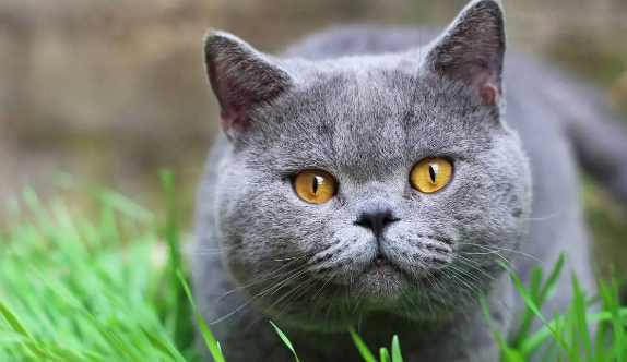 网购宠物猫有风险吗