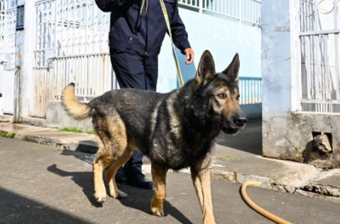 昆明警犬基地幼犬出售