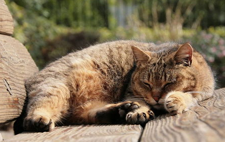 猫鼻支痊愈后,要终身隔离么? 猫鼻支痊愈后,要终身隔离么?