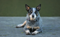 澳洲牧牛犬的护卫能力怎么样啊