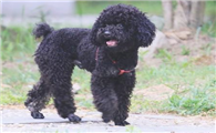 想养贵宾犬？劝你养灰黑色的！