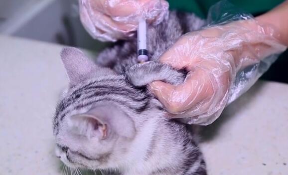 猫咪打针后拉稀怎么办?猫咪打完针后拉肚子是怎么回事? 猫咪打针后拉稀怎么办?猫咪打完针后拉肚子是怎么回事?