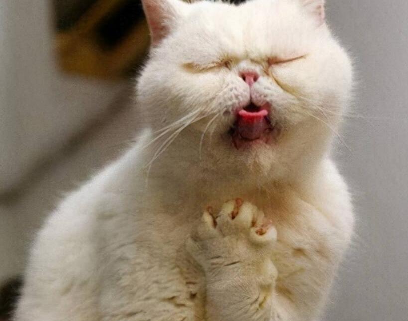 如果你的猫呕吐棕色液体怎么办?猫咪呕吐可能是生病或者食物过敏 如果你的猫呕吐棕色液体怎么办?猫咪呕吐可能是生病或者食物过敏