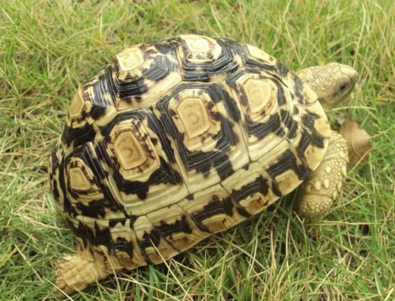 豹纹陆龟会游泳吗？
