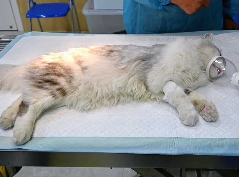 猫咪怀孕能否做绝育手术呢