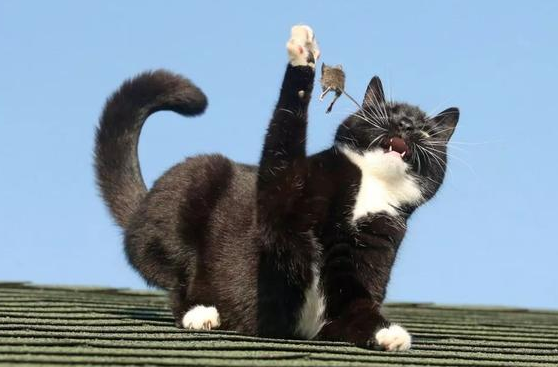 猫咪并不喜欢吃老鼠，捕鼠也只是这几个原因，却总被误解
