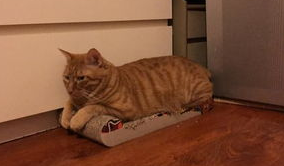 猫咪的家庭训练,原来是这样训练的! 猫咪的家庭训练,原来是这样训练的!