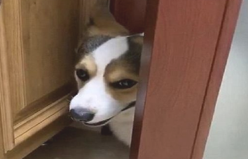 主人上厕所,狗狗总喜爱看,原因是什么呢? 主人上厕所,狗狗总喜爱看,原因是什么呢?